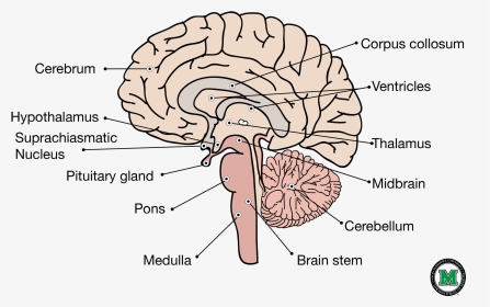 Sagittal View Of The Human Brain - Labelled Sagittal Section Of Brain, HD Png Download, Transparent PNG