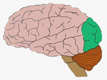#brain Occipital Lobe #freetoedit - Motor Cortex Png, Transparent Png, Transparent PNG