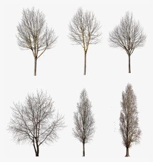 Tree Winter Cutout Free, HD Png Download, Transparent PNG