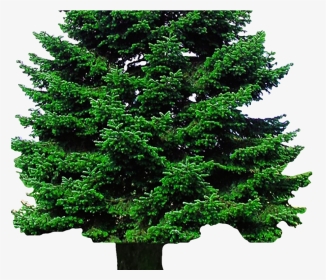 Transparent Evergreen Tree Png - Png Image Of Tree, Png Download, Transparent PNG