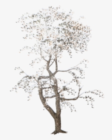 Деревья В Снегу Png, Transparent Png, Transparent PNG