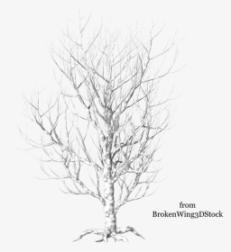 Winter Tree 4 By Brokenwing3dstock On Deviantart - Birch Tree Png White, Transparent Png, Transparent PNG