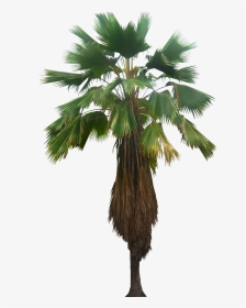 Licuala Palm Png, Transparent Png, Transparent PNG