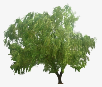 Png Plants For Photoshop, Transparent Png, Transparent PNG