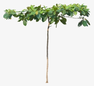 Arbol De Almendra Png, Transparent Png, Transparent PNG