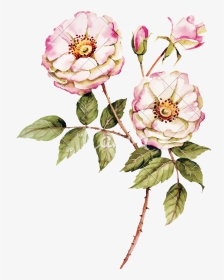 Rose Botanica, HD Png Download, Transparent PNG