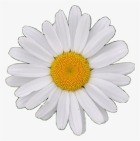 White Background Single Flower, HD Png Download, Transparent PNG