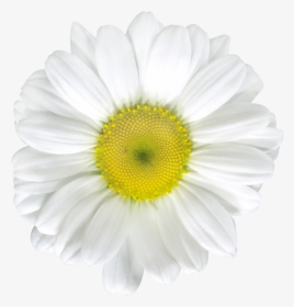 Common Daisy Stock Photography Royalty-free Clip Art - White Daisy Flower, HD Png Download, Transparent PNG