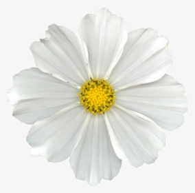 White Cosmos Flower Png, Transparent Png, Transparent PNG