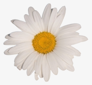 #flower #white #tumblr #aesthetic #vaporwave - Daisy Flower White Background, HD Png Download, Transparent PNG