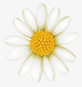 Fresh White Hand Drawn Chrysanthemum Decorative Elements - Marguerite Daisy, HD Png Download, Transparent PNG