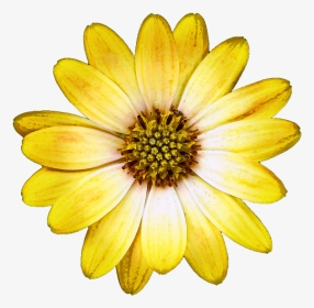 Ethiopian New Year Picture Flower, HD Png Download, Transparent PNG