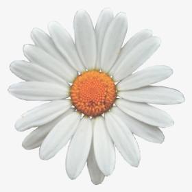 Common Daisy Flower Clip Art - Transparent Sunflower White Png, Png Download, Transparent PNG