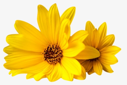 Yellow-flowers - African Daisy, HD Png Download, Transparent PNG