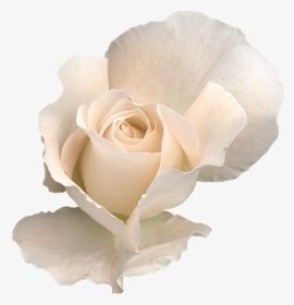 White Rose Transparent Background, HD Png Download, Transparent PNG