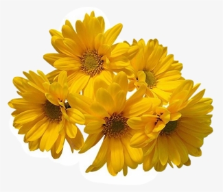 Freetoedit Flower Daisy Filler Aesthetic Tumblr - Yellow Flower Transparent Background, HD Png Download, Transparent PNG