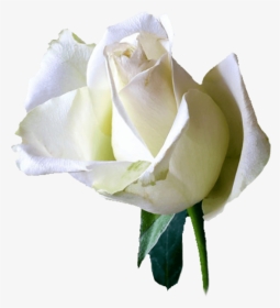 Floribunda, HD Png Download, Transparent PNG