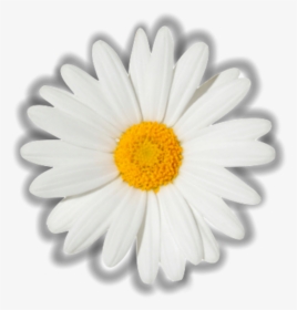 #flower #daisy #aesthetic #white #yellow #overlay #edit - Chamomile, HD Png Download, Transparent PNG