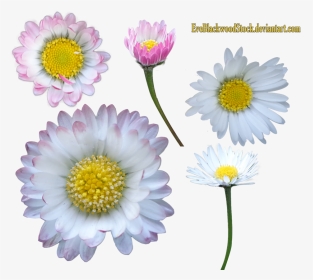 Daisy Clipart Transparent Background, HD Png Download, Transparent PNG