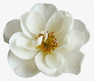 Net Beautiful - White Cherry Blossom Flower Png, Transparent Png, Transparent PNG