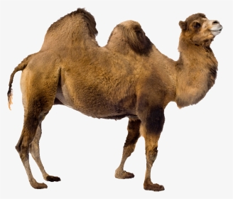 Camel Transparent Image Animal - Camel Transparent Background, HD Png Download, Transparent PNG