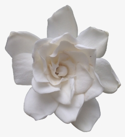 “the Most Lovely Gardenia - Gardenia Transparent, HD Png Download, Transparent PNG