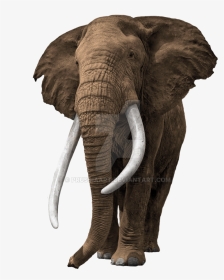 Elephant Transparent Background Prussiaart - Old African Bull Elephant, HD Png Download, Transparent PNG