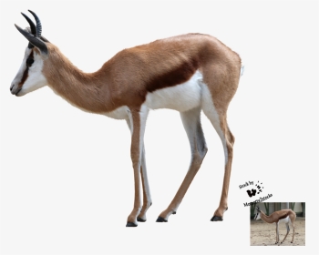Thumb Image - Springbok Png, Transparent Png, Transparent PNG