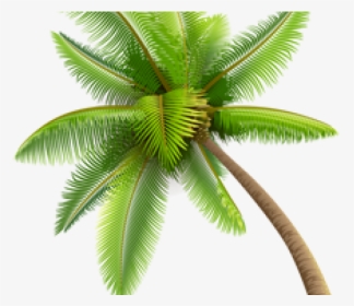 Coconut Tree Animated Gif, HD Png Download, Transparent PNG