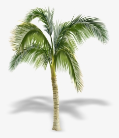 Transparent Palm Tree Free Clipart - Palm Trees In Elevation, HD Png Download, Transparent PNG