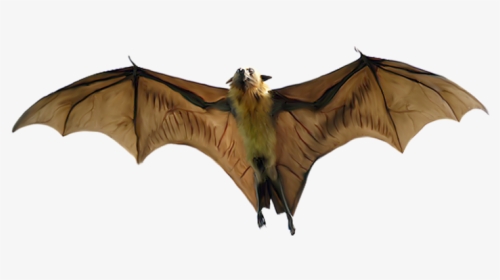 Flying Fox Bat Clipart, HD Png Download, Transparent PNG