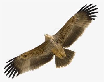 Flying Eagle Png - Eastern Imperial Eagle Flight, Transparent Png, Transparent PNG