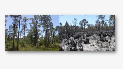 Before During After Forest Fire, HD Png Download, Transparent PNG