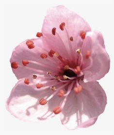 Almond Flower Png, Transparent Png, Transparent PNG