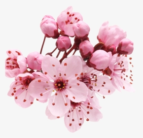 Sakura Cherry Blossom Png, Transparent Png, Transparent PNG