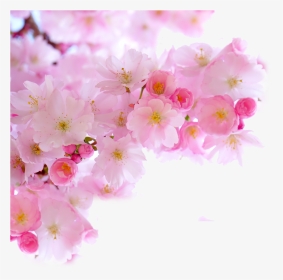 #ftestickers #cherryblossoms #corner #border #pink - Cherry Blossom Branch Png, Transparent Png, Transparent PNG