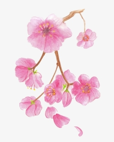 Cherry Blossom Colored Watercolor - Cherry Blossoms Colour Drawing, HD Png Download, Transparent PNG