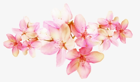 Cherry Blossom, HD Png Download, Transparent PNG