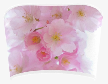 Wonderful Pink Japanese Cherry Tree Blossoms Bandeau - Cherry Blossom, HD Png Download, Transparent PNG