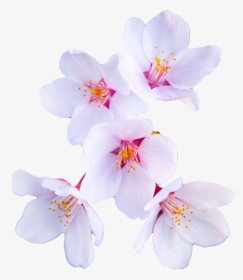 Cherry Blossom Flower Clear Background, HD Png Download, Transparent PNG