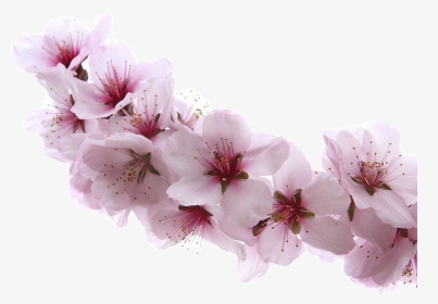 Almond Blossom Flower - Almond Blossom Png, Transparent Png, Transparent PNG