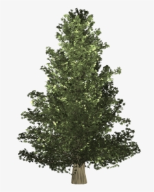 Growing Tree Christmas Arbor - Christmas Day, HD Png Download, Transparent PNG