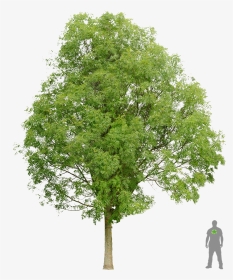 Frêne Commun Architecture Layout, Architecture Graphics, - Norway Maple Tree Png, Transparent Png, Transparent PNG