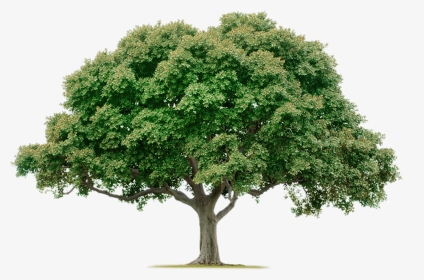 Tree Png, Transparent Png, Transparent PNG