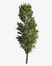 Populus Tremula Erecta Png , Png Download - Populus Nigra Cutout Trees, Transparent Png, Transparent PNG