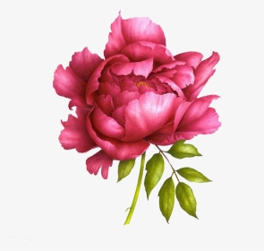 Realistic Peony Drawing, HD Png Download, Transparent PNG