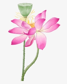 Sacred Lotus, HD Png Download, Transparent PNG