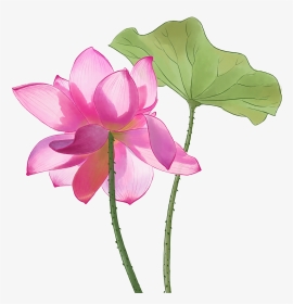 Sacred Lotus, HD Png Download, Transparent PNG