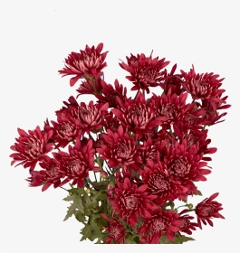 African Daisy, HD Png Download, Transparent PNG