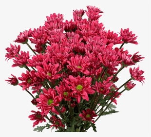 Order Burgundy Chrysanthemum Daisy Flowers - Chrysanths, HD Png Download, Transparent PNG